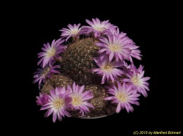 Sulcorebutia albissima HS100b 2261
